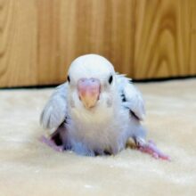 レアカラー✨️✨セキセイインコ(ライラック)ヒナ