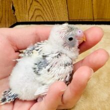 ふわふわすぎるよ〜❣️セキセイインコのヒナ