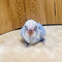 元気いっぱいに成長中❕セキセイインコ(スパングル)ヒナ