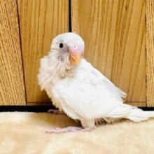 表情豊か🎵セキセイインコ(パイド)ヒナ