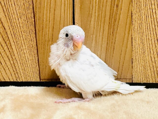 表情豊か🎵セキセイインコ(パイド)ヒナ