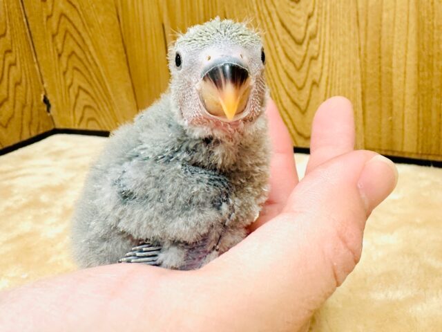 人懐っこい！コザクラインコ(ブルーチェリー)ヒナ