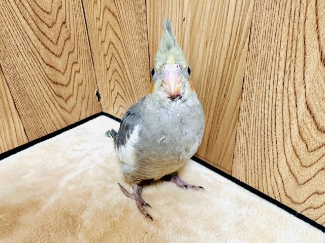 オカメインコ