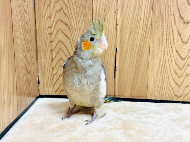 オカメインコ