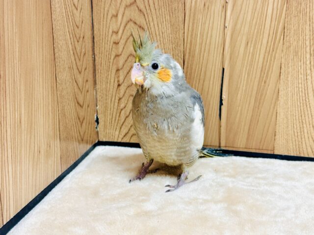 オカメインコ