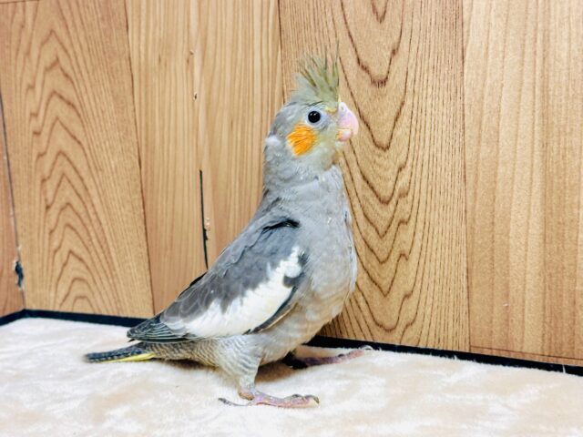 オカメインコ