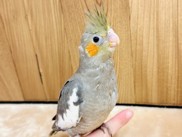 オカメインコ