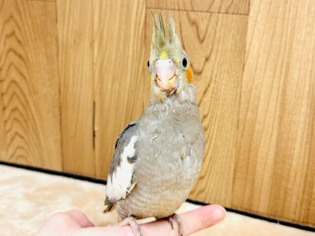 オカメインコ