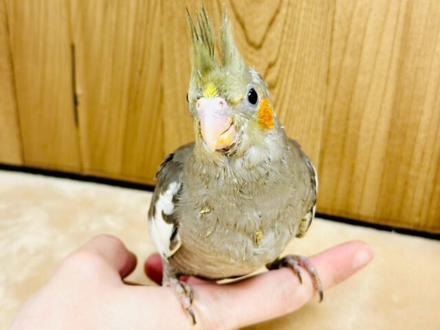 甘えん坊ちゃん💕オカメインコのヒナ