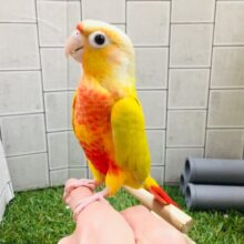 【最新画像更新☆☆】お久しぶりカラーのウロコちゃん♪　ウロコインコ