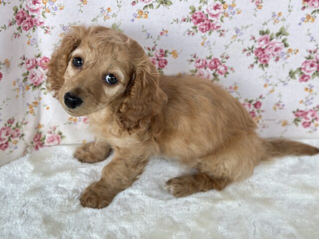 ウェーブなダックスちゃん🧡カニンヘン・ダックスフンド（ゴールド）2025年1月10日生まれ　女の子