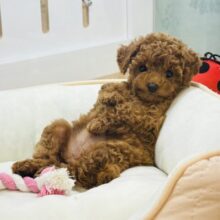 ユーモアたっぷりなかわい子ちゃん♥トイプードルちゃん！