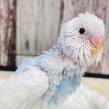 きらっきらお目目の青空カラー🩵セキセイインコ（パイド）ヒナ