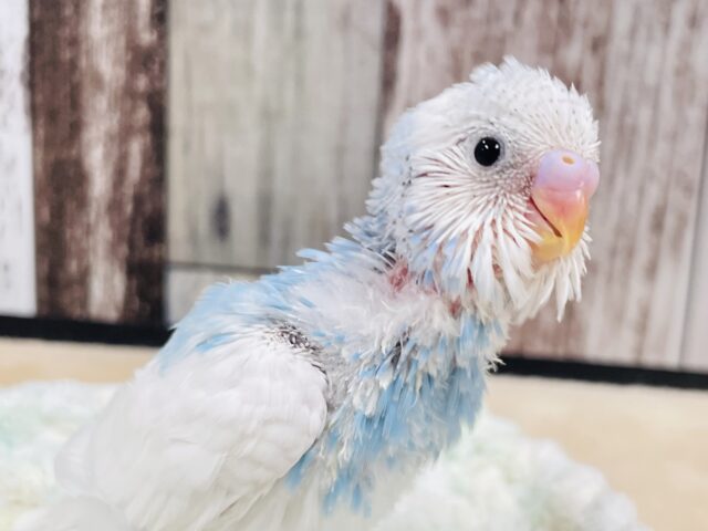 きらっきらお目目の青空カラー🩵セキセイインコ（パイド）ヒナ