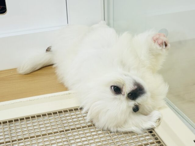 ペキニーズ