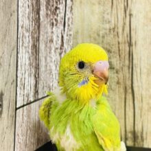 キリッとして可愛いの♡*゜セキセイインコ(スパングル)ヒナ