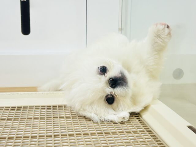 ペキニーズ