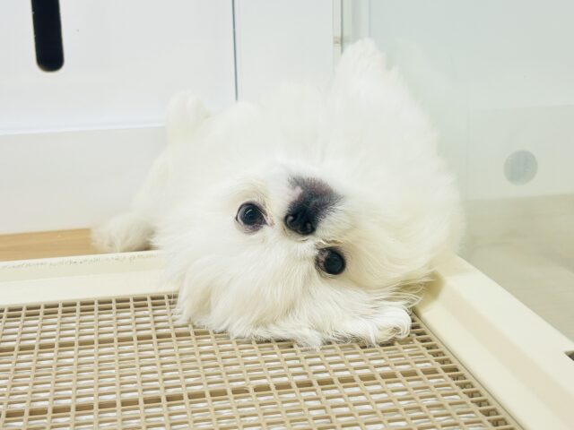 ペキニーズ