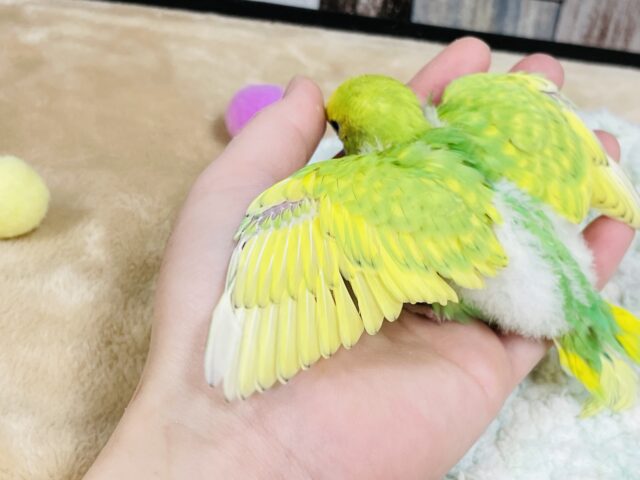 セキセイインコ