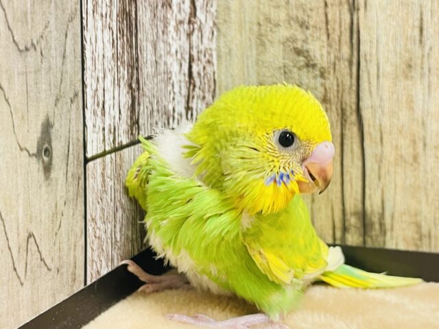 セキセイインコ
