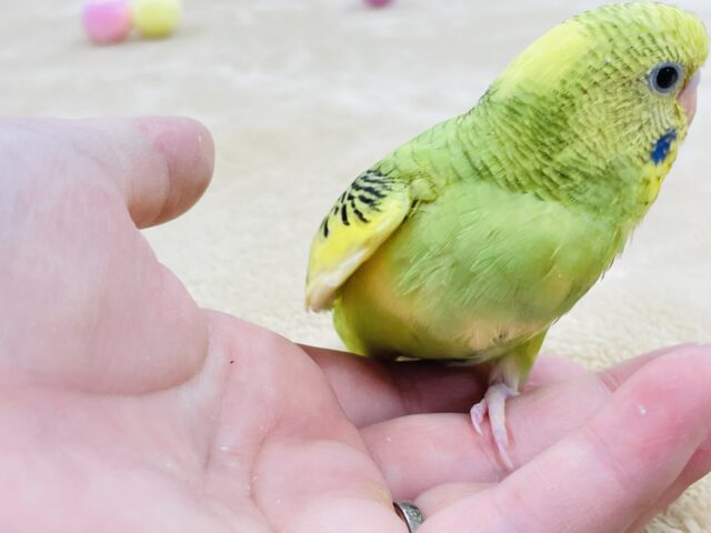 セキセイインコ