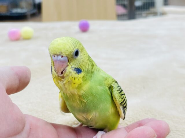 セキセイインコ