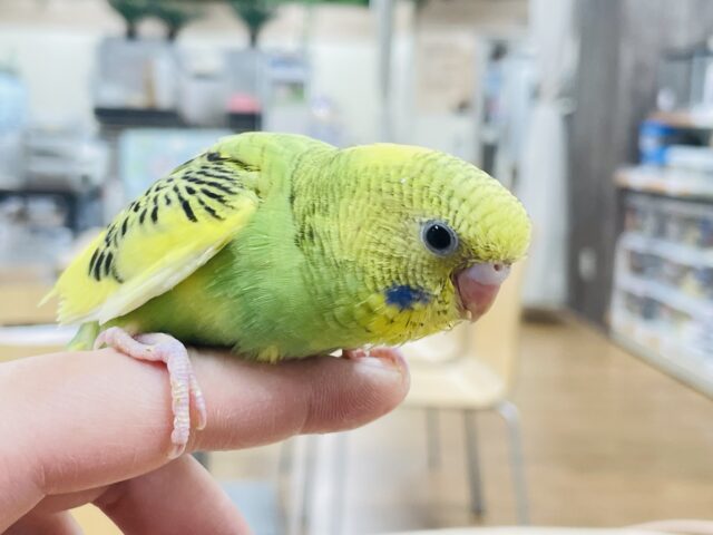 セキセイインコ
