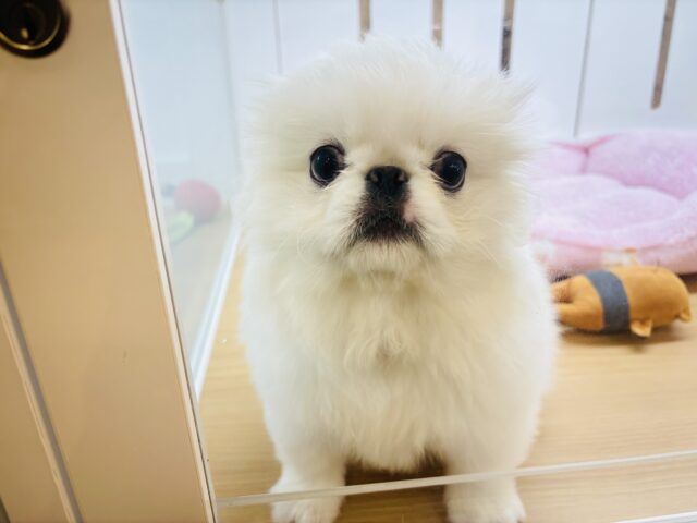 ペキニーズ
