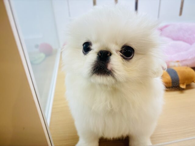 ペキニーズ