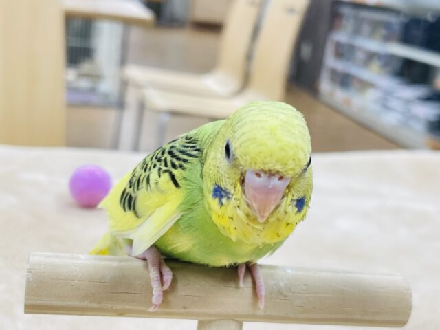 セキセイインコ