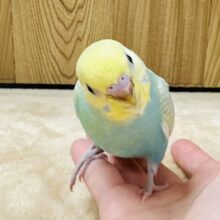 たくさん飛ぶよ🪽🫧セキセイインコ(パステルレインボースパングル)ヒナ