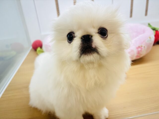 超ホヤホヤ最新画像✨ぼくとまったりタイム過ごそ〜っ🍵ペキニーズくん！