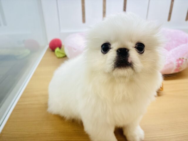 ペキニーズ
