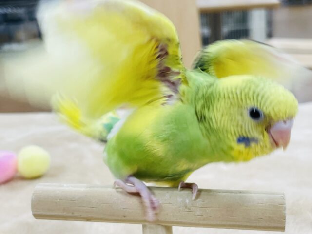 セキセイインコ