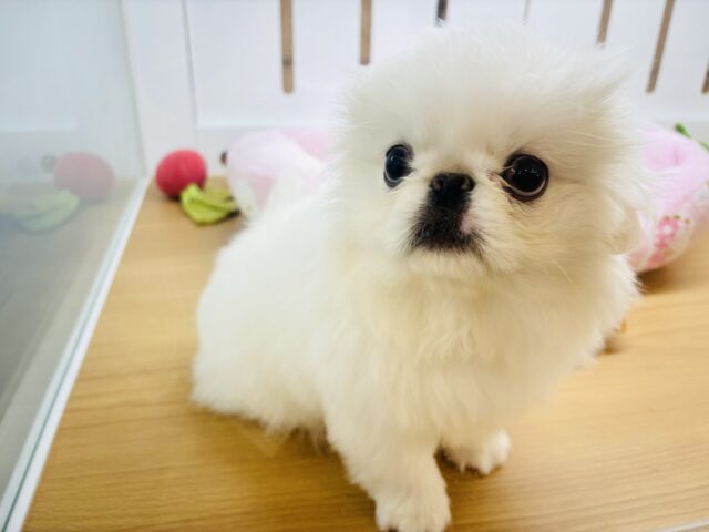 ペキニーズ