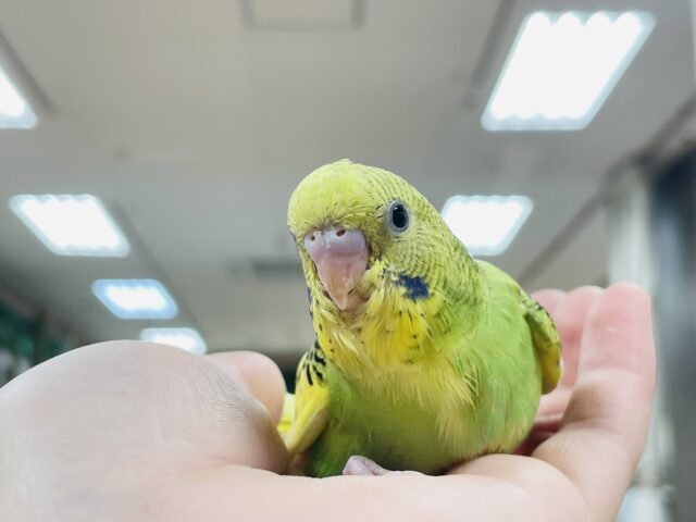 セキセイインコ