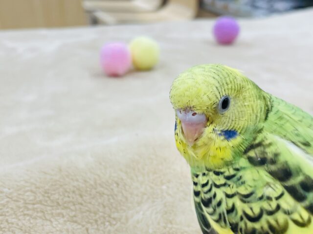 セキセイインコ