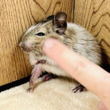 好奇心旺盛❤︎︎ ˊ˗デグー(パイド)