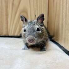 手に乗るのがすき💖デグー(ノーマル)