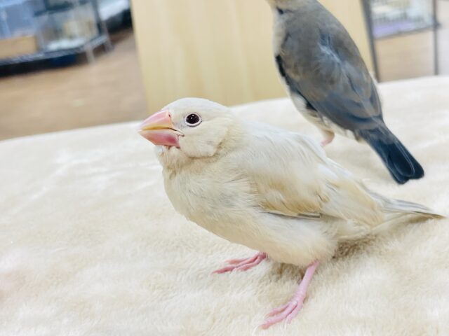 シナモン文鳥