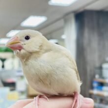【最新画像更新🪄】裸ん坊ちゃんがやってきた🐣シナモン文鳥　ヒナ