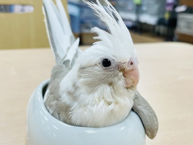 オカメインコ