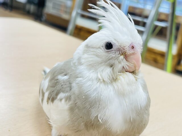 オカメインコ