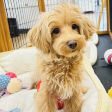 僕の愛は深くて大きいよ～♥ミックス犬くん(マルチーズ×トイプードル)
