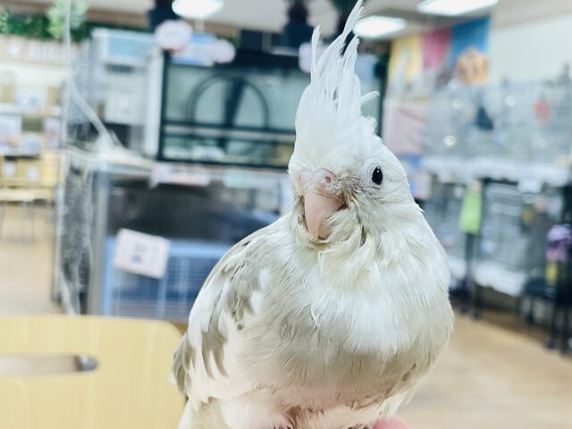 オカメインコ