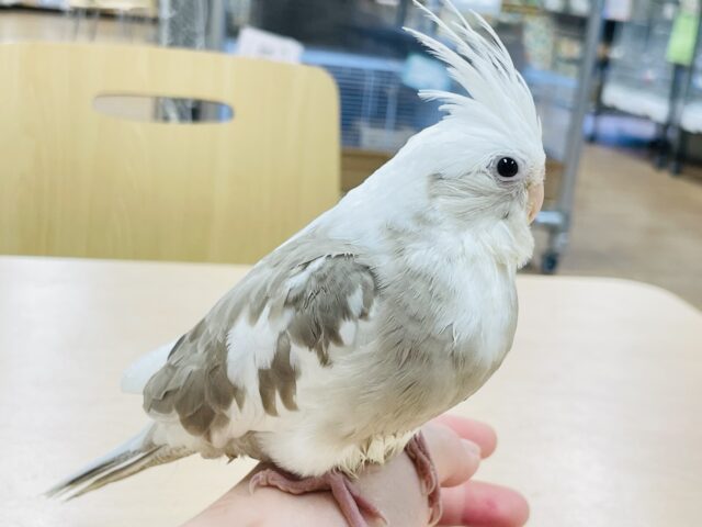 オカメインコ