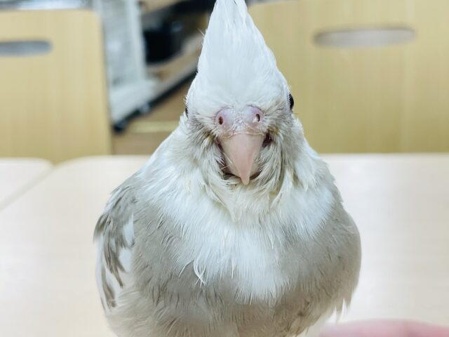 オカメインコ