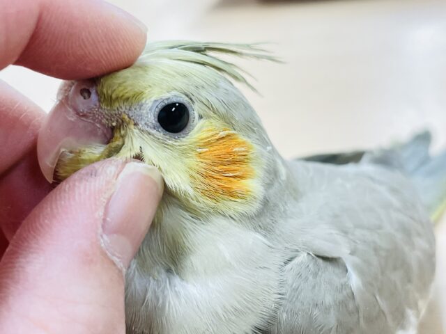 【最新画像更新🪄】うるうるお目目👀💕オカメインコ（シナモン）ヒナ