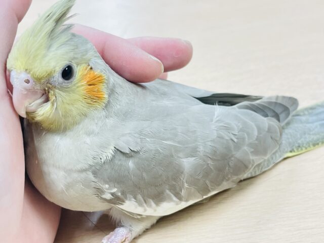 オカメインコ