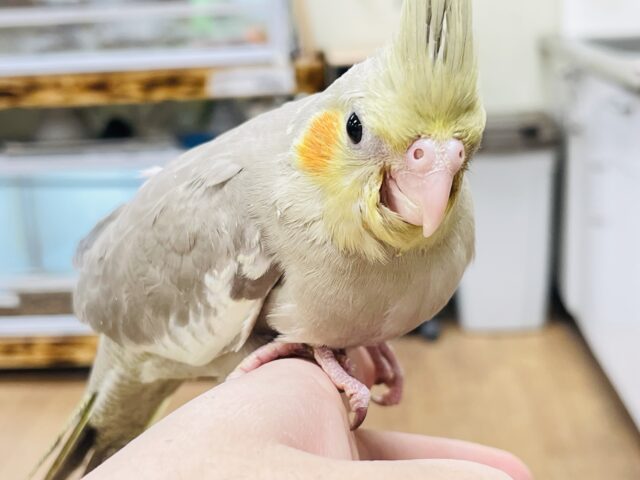 オカメインコ